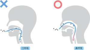 秋葉原の歯医者、スマイルデザインデンタルクリニック秋葉原で、八重歯について解説